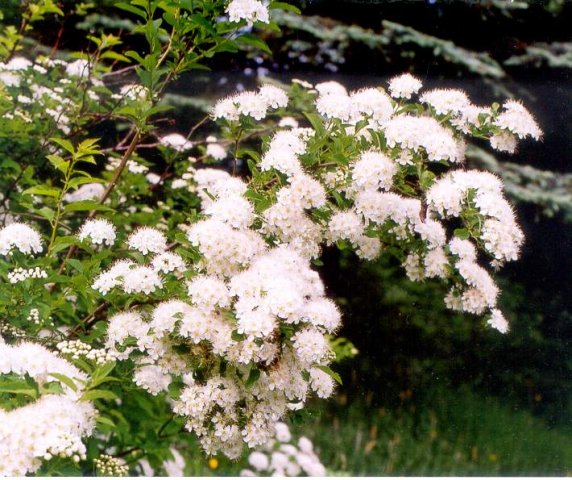 Spiraea media